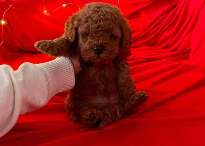 Safkan Toy Poodle Bebekler